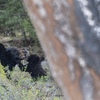 Ours noir: femelle et ourson de l'année