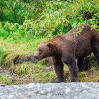 Ours Kodiak