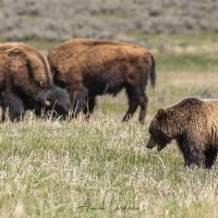 Grizzli et bison