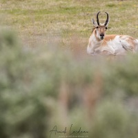 Antilope d'Amérique