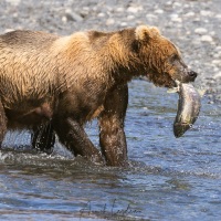 Ours Kodiak