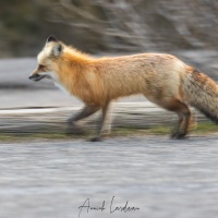 Renard roux