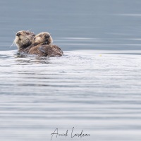 loutre de mer et son bébé