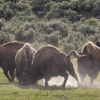 Bison: prise de tête
