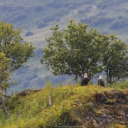 Pygargue à tête blanche