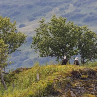 Pygargue à tête blanche