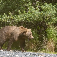 Ours Kodiak