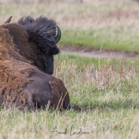 Bison et vacher à tête brune