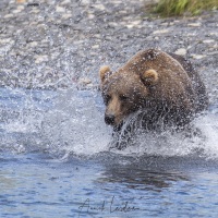 Ours Kodiak