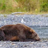 Ours Kodiak