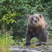 Ours Kodiak