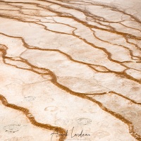 Parc Yellowstone: zone du Grand prismatic et empreintes de bison
