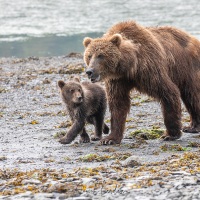 Ours Kodiak