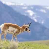 Antilope d'Amérique