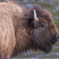 Bison d'Amérique