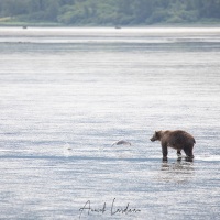 Ours Kodiak