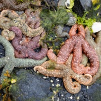 Marée basse: étoile de mer