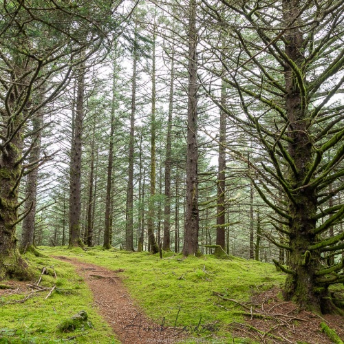 Forêt de résineux