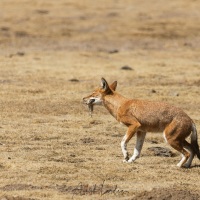 Loup d'Ethiopie: attarppé!