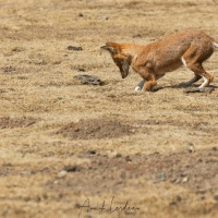 Loup d'Ethiopie: traque au rat des herbes