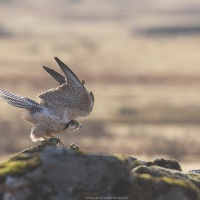 Faucon lanier à l'envol