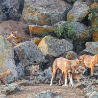 Loup d'Ethiopie: deux femelles et les louveteaux du clan