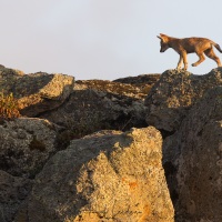 Loup d'Ethiopie