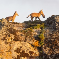 Loup d'Ethiopie: jeu