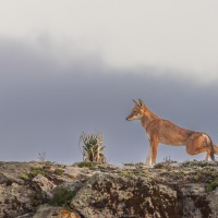 Loup d'Ethiopie: étirement matinal