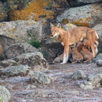 Loup d'Ethiopie: bien accrochés aux mamelles