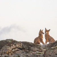 Loup d'Ethiopie
