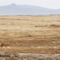 Loup d'Ethiopie