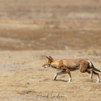 Loup d'Ethiopie: approche