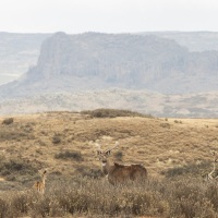 Nyala de montagne sur le haut-plateau