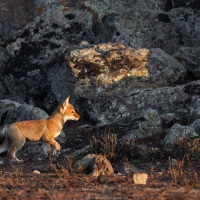 Loup d'Ethiopie