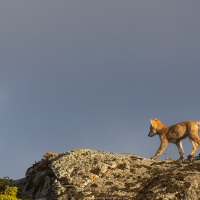 Loup d'Ethiopie