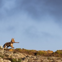 Loup d'Ethiopie: louveteau au jeu