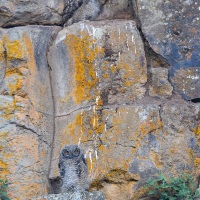 Grand duc du Cap: poussins
