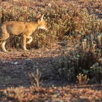Loup d'Ethiopie