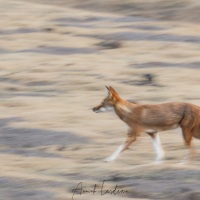 Loup d'Ethiopie