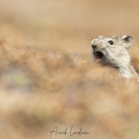 Rat des herbes de Blick: alarme