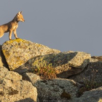 Loup d'Ethiopie