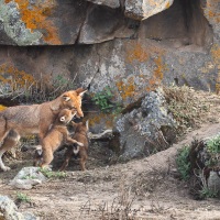 Loup d'Ethiopie: le retour de la mère