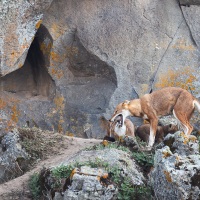 Loup d'Ethiopie: punition pour avoir mangé la nourriture destinée aux louveteaux