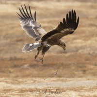 Aigle ravisseur