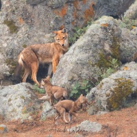 Loup d'Ethiopie: les 2 louveteaux d'1 mois