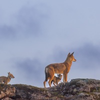 Loup d'Ethiopie: un petit en-cas serait le bienvenu