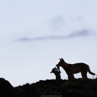 Loup d'Ethiopie: un calin au retour de maman