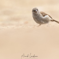 Moineau de Swainson