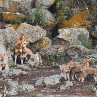 Loup d'Ethiopie: les 6 louveteaux de 2 mois